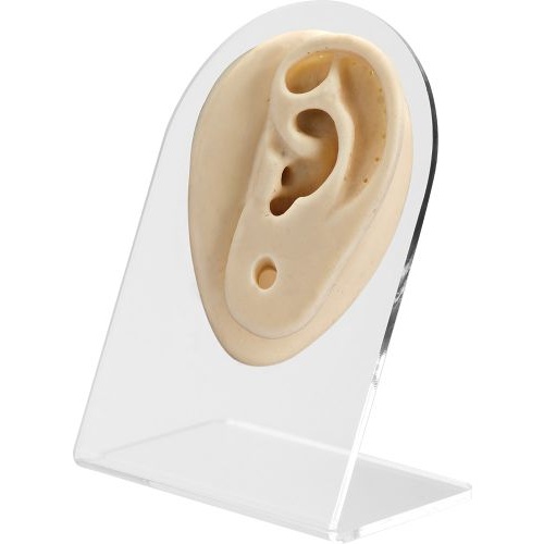 Body Part Mould/Display - Left Ear