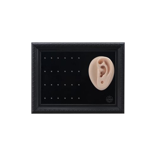 Body Part Display - Ear With Daith Clickers